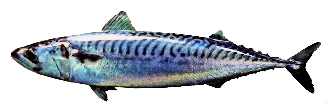 Scomber scombrus_07.jpg